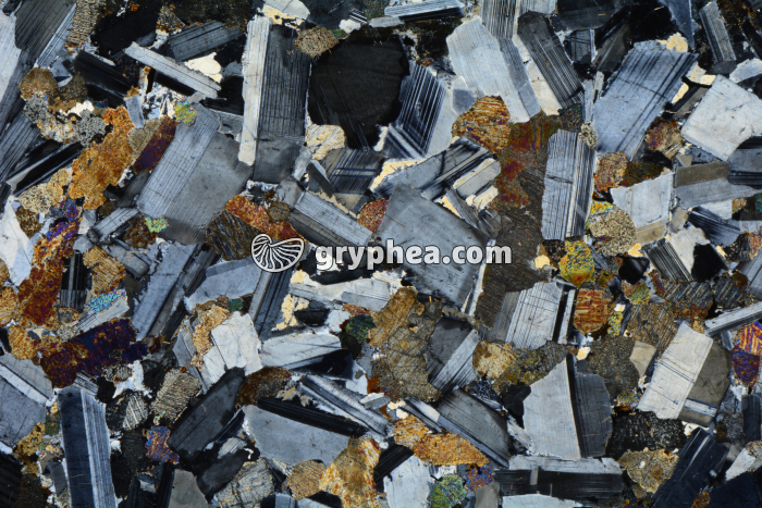 Gabbro LPA x3,5 - gryphea.com